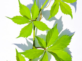 Leaves of  tree isolated on white background.Natural green plants landscape using as a background or wallpaper concept, with copy space add text.Leaf texture background.tropical leaves texture.