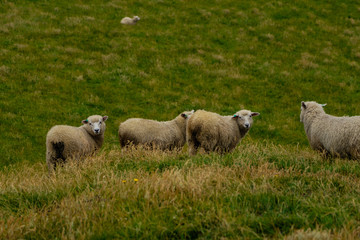 Obraz na płótnie Canvas sheep on a field in the beautiful country New Zealand, lonely sheep at cape farewell