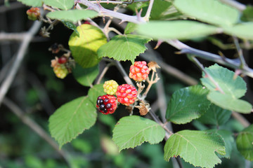 Wild Blackberries in the Agios Nikolaos Park Naousa Greece