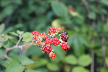 Wild Blackberries in the Agios Nikolaos Park Naousa Greece