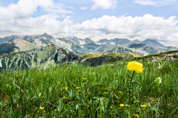piękny górski krajobraz, kwiaty, Tatry