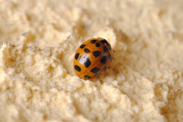 Coccinelle