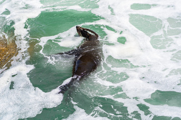 sea lion having fun in a little ocean pool in Westport New Zealand, amazing wild sea lion in the ocean of New Zealand, wildlife photography in New Zealand