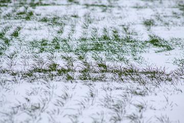 Green winter crops in the fields covered with fresh snow
