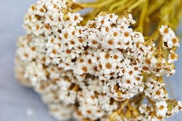 White dried flowers -