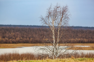 Typical spring landscape with birch without leaves and melting snow in the fields