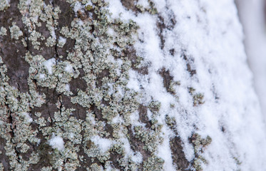 Tree trunk with moss and lichen covered with fresh snow