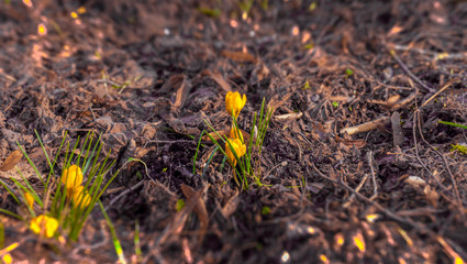 the first beautiful spring crocus