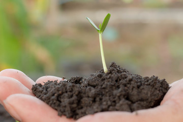Young plant in hand.Seedling are growing in the soil with sunlight. /Wherever the tree is planted,everyone will benefit from it.