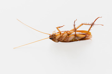 Cockroach isolated on white.