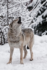 Fototapeta na wymiar Song of the wolf. A wolf (female wolf) howls (howling, screaming) lifting its muzzle upwards and opening its mouth in a winter snow-covered forest, a beautiful