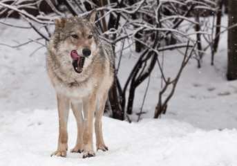 The wolf (female wolf) is deliciously licked, a beautiful animal under snowfall. Powerful predator