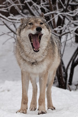 A wolf (female wolf) is yawning with its big mouth, a beautiful animal under snowfall. Powerful predator