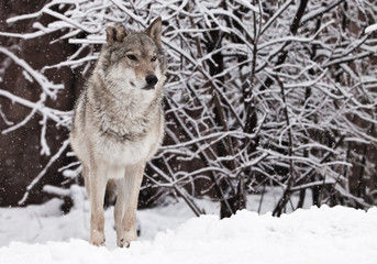 The wolf (female wolf) beautifully and proudly stands and looks forward in the snowy winter forest,