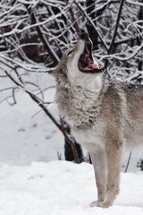 The mouth of a howling wolf. A wolf (female wolf) howls (howling, screaming) lifting its muzzle upwards and opening its mouth in a winter snow-covered forest, a beautiful