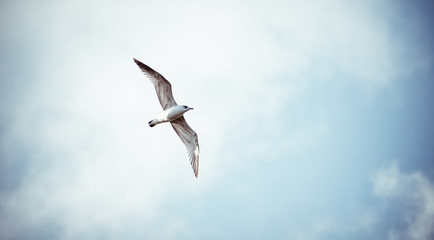 seagull-flying