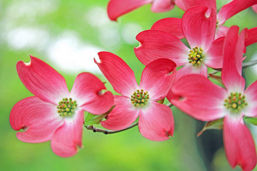 ハナミズキ　赤い花