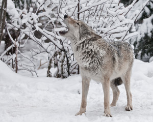 Song of the wolf. A wolf (female wolf) howls (howling, screaming) lifting its muzzle upwards and opening its mouth in a winter snow-covered forest, a beautiful