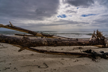 old tree laying on the beach in New Zealand, dead tree on the beach, dead tree in front of the...