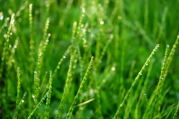 Fototapeta na wymiar Horsetail green spring fresh forest thickets of grass in drops of morning dew sparkling in the sunlight