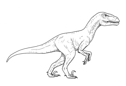 Drawing of dinosaur - hand sketch of velociraptor, black and white illustration