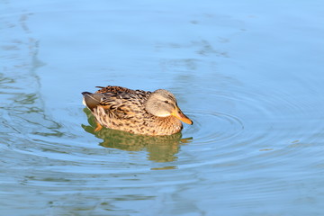 Wild duck on the water