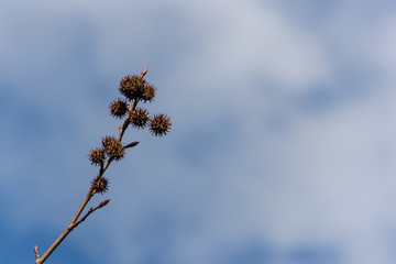 Spiky balls seeds of Liquidambar styraciflua, commonly called American sweetgum on the background of a bright blue sky with small white clouds. Amber tree twig in clear sunny day in the garden.
