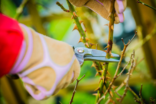 Spring Pruning Roses