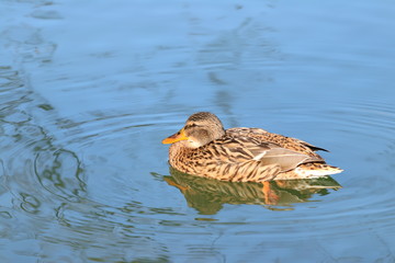 Wild duck female on water, winter sunny day