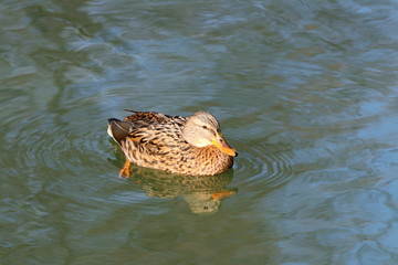 Wild duck female on water, winter sunny day