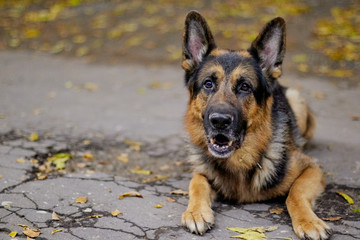 Dog German Shepherd outdoors in an autumn