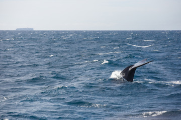 Fototapeta premium Blue whale watching safari in Sri Lanka. Blue whale in the open sea. Tail of big blue whale.