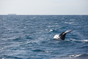 Blue whale watching safari in Sri Lanka. Blue whale in the open sea. Tail of big blue whale.