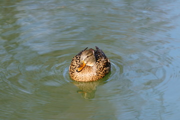 Wild duck female on water, winter sunny day