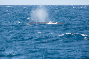 Obraz premium Blue whale watching safari in Sri Lanka. Blue whale in the open sea. Big blue whale spouting water.
