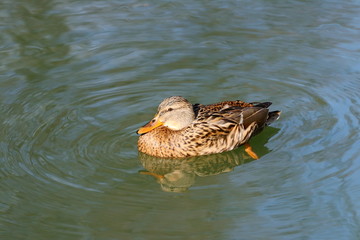 Wild duck on the water