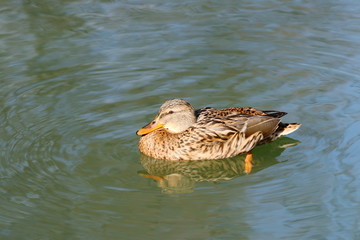 Wild duck female on water, winter sunny day