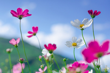 .Pink and white cosmos flowers garden..