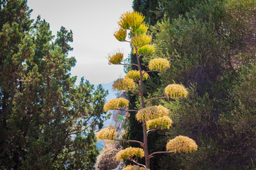 tree in full bloom near amphitheater in Taormina, Sicily, Italy.
