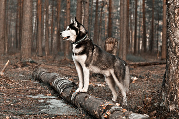 Naklejka na ściany i meble Dog breed Siberian Husky in the spring forest