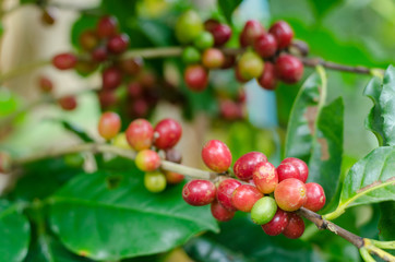 coffee fruit in coffee farm,doffee seed