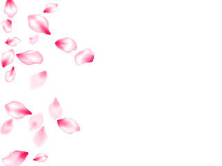 Spring blossom isolated petals flying