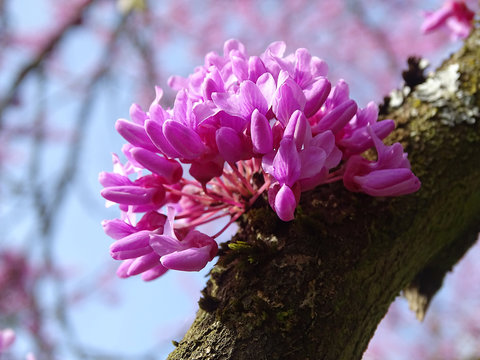 Bl&uuml;ten des Judasbaumes