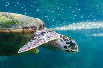 Turtle swimming in sea