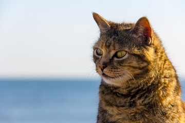 A stray cat at the port, with the sea in the background