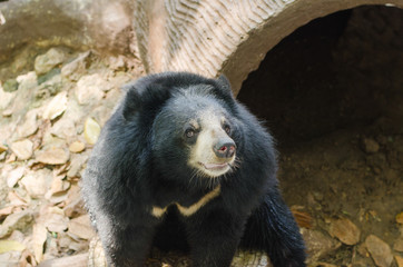 Black Bear sitting