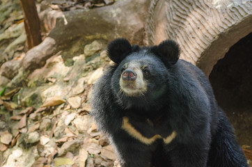 Obraz na płótnie Canvas Black Bear sitting