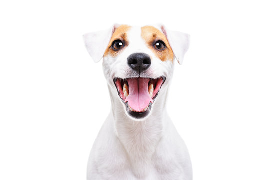 Portrait of a funny dog Jack Russell Terrier, closeup, isolated on white background