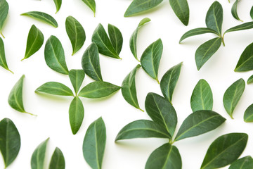 Floral pattern of green leaves on white.