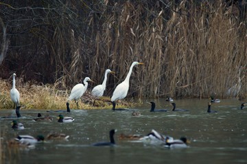 Great white egret in natural environment, Danubian wetland, Slovakia, Europe